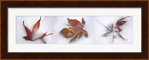 Framed Three fall leaves in snow Print