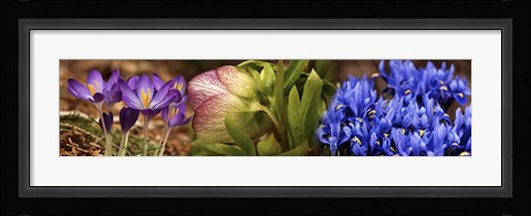 Framed Details of Crocus flowers Print