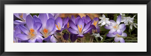 Framed Details of purple and white  flowers Print