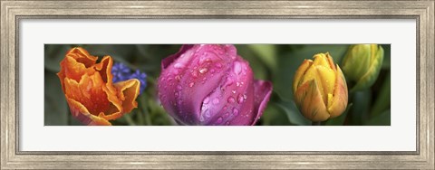Framed Close up of Colorful Tulips Print