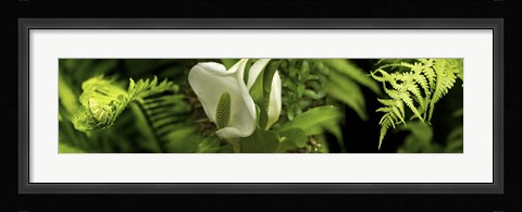 Framed Close-up of flowers and leaves Print