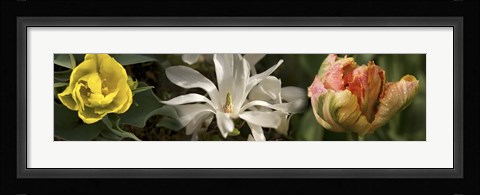 Framed Open blossom flowers Print