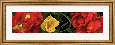 Framed Close-up of red and yellow tulips Print