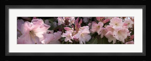 Framed Multiple images of pink Rhododendron flowers Print