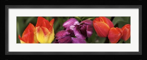 Framed Multiple images of tulip flowers Print