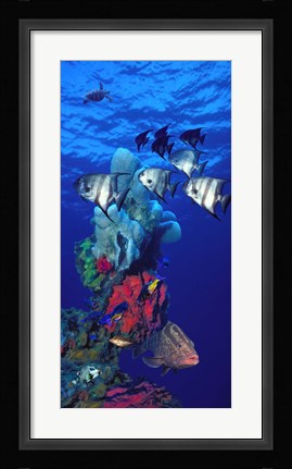 Framed Spadefishes with Nassau Grouper (Epinephelus striatus) and a Hawksbill Turtle (Eretmochelys Imbricata) swimming underwater Print