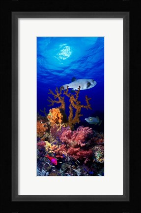 Framed Underwater view of Bristly puffer fish (Arothron hispidus) with triggerfish and Anthias Fishes Print