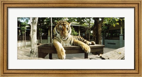 Framed Tiger (Panthera tigris) in a tiger reserve, Tiger Kingdom, Chiang Mai, Thailand Print