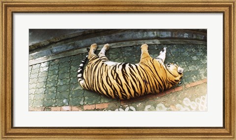 Framed Tiger (Panthera tigris) sleeping in a tiger reserve, Tiger Kingdom, Chiang Mai, Thailand Print