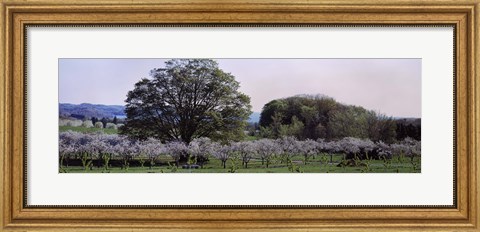 Framed Cherry trees in an Orchard, Michigan, USA Print