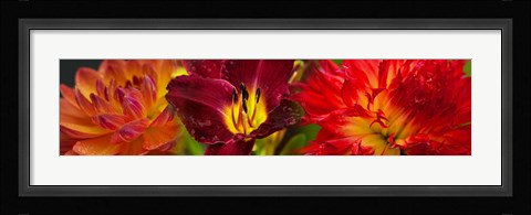 Framed Close-up of orange flowers Print