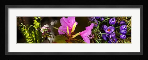 Framed Close-up of purple and pink flowers Print