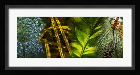 Framed Leaves with rain drops Print