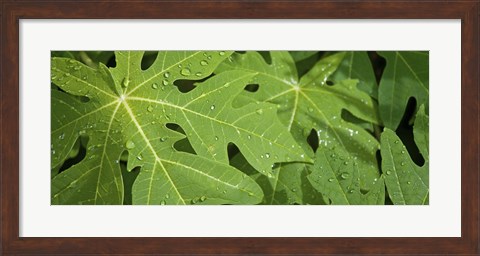 Framed Raindrops on papaya tree leaves, La Digue, Seychelles Print