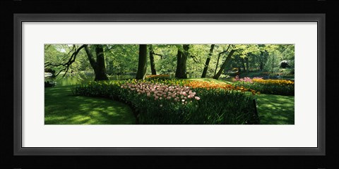 Framed Tulip flowers and trees in Keukenhof Gardens, Lisse, South Holland, Netherlands Print