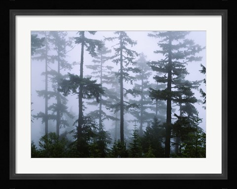 Framed Silhouette of trees with fog, Douglas Fir, Hemlock Tree, Olympic Mountains, Olympic National Park, Washington State, USA Print