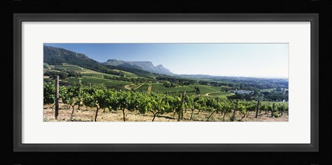 Framed Vineyard with Constantiaberg Range and Table Mountain, Constantia, Cape Town, Western Cape Province, South Africa Print