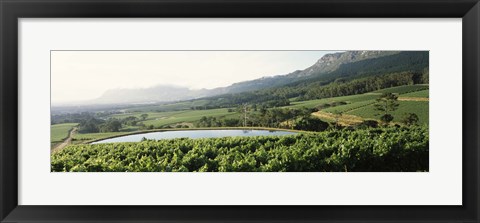 Framed Vineyard with Constantiaberg mountain range, Constantia, Cape Winelands, Cape Town, Western Cape Province, South Africa Print