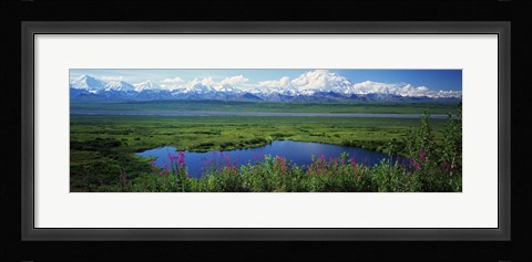 Framed Fireweed flowers in bloom by lake, distant Mount McKinley and Alaska Range in clouds, Denali National Park, Alaska, USA. Print
