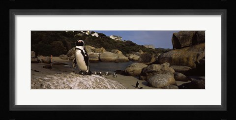 Framed Colony of Jackass penguins on the beach, Boulder Beach, Cape Town, Western Cape Province, Republic of South Africa Print