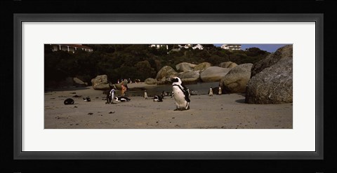 Framed Colony of Jackass penguins with tourists, Boulder Beach, False Bay, Cape Town, Western Cape Province, Republic of South Africa Print