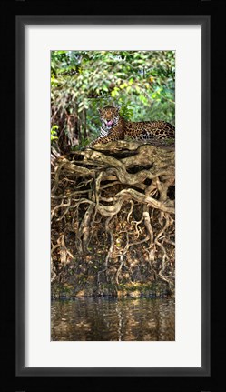 Framed Jaguar resting at the riverside, Three Brothers River, Meeting of the Waters State Park, Pantanal Wetlands, Brazil Print