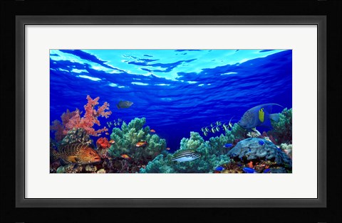 Framed Underwater view of Pallid triggerfish, Oriental Sweetlips and Longfin bannerfish with Yellowbar Angelfish Print
