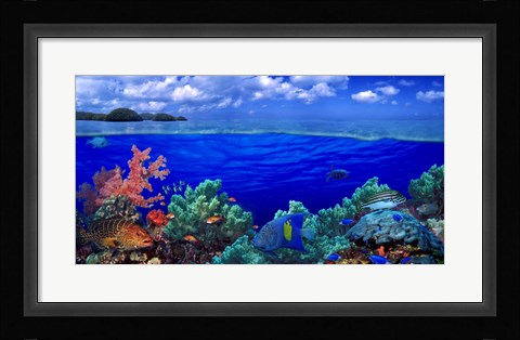 Framed Underwater view of Yellowbar Angelfish with Tiger Grouper and Oriental Sweetlips (Plectorhinchus Vittatus) Print