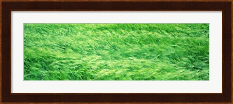 Framed Wheat Field Prince Edward Island Canada Print