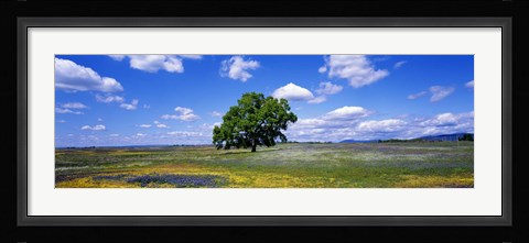 Framed Single Tree In Field Of Wildflowers, Table Mountain, Oroville, California, USA Print