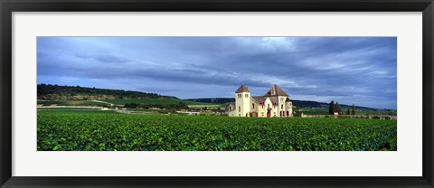 Framed Grand Cru Vineyard, Burgundy, France Print