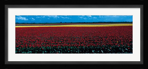 Framed Tulip field near Spalding Lincolnshire England Print
