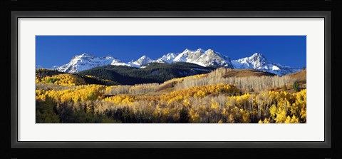 Framed USA, Colorado, Rocky Mountains, aspens, autumn Print