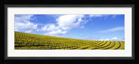 Framed Mustard Fields, Napa Valley, California, USA Print