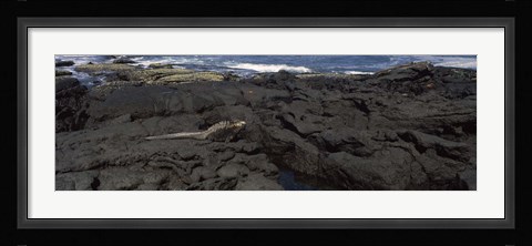 Framed Marine iguana (Amblyrhynchus cristatus) on volcanic rock, Isabela Island, Galapagos Islands, Ecuador Print
