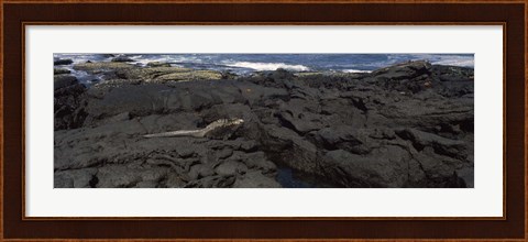 Framed Marine iguana (Amblyrhynchus cristatus) on volcanic rock, Isabela Island, Galapagos Islands, Ecuador Print