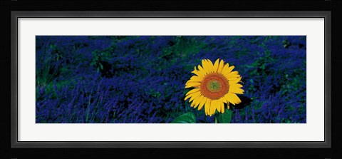 Framed France, Provence, Suze-La-Rouse, sunflower in lavender field Print
