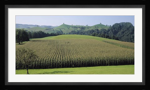 Framed Switzerland, Canton Zug, Panoramic view of Cornfields Print
