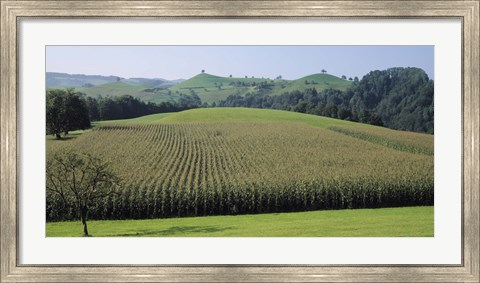 Framed Switzerland, Canton Zug, Panoramic view of Cornfields Print
