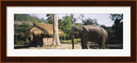 Framed Elephant standing outside a hut in a village, Chiang Mai, Thailand Print