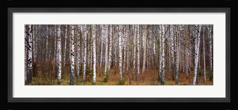 Framed Silver birch trees in a forest, Narke, Sweden Print