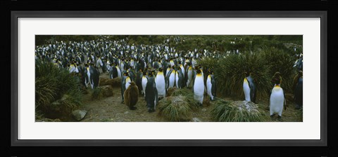 Framed High angle view of a colony of King penguins, Royal Bay, South Georgia Island, Antarctica Print