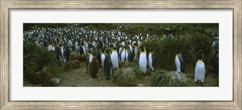 Framed High angle view of a colony of King penguins, Royal Bay, South Georgia Island, Antarctica Print