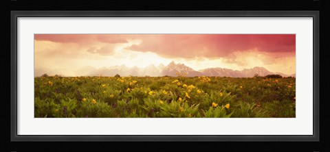 Framed Wild flowers, Grand Teton Park, Wyoming Print