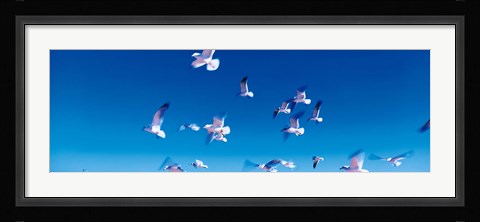 Framed Birds in flight Flagler Beach FL USA Print