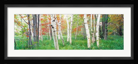 Framed Birch trees in a forest, Acadia National Park, Maine Print