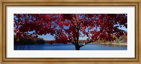 Framed Close-up of a tree, Walden Pond, Concord, Massachusetts, USA Print