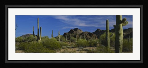 Framed Cactus plant on a landscape, Sonoran Desert, Organ Pipe Cactus National Monument, Arizona, USA Print