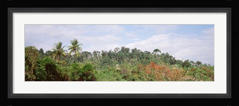 Framed Plant growth in a forest, Manual Antonia National Park, Quepos, Costa Rica Print