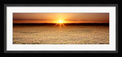 Framed Rice Field, Sacramento Valley, California, USA Print